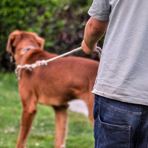 Filing A Claim If Your Child Is A Victim Of A Dog Bite Injury In New Orleans